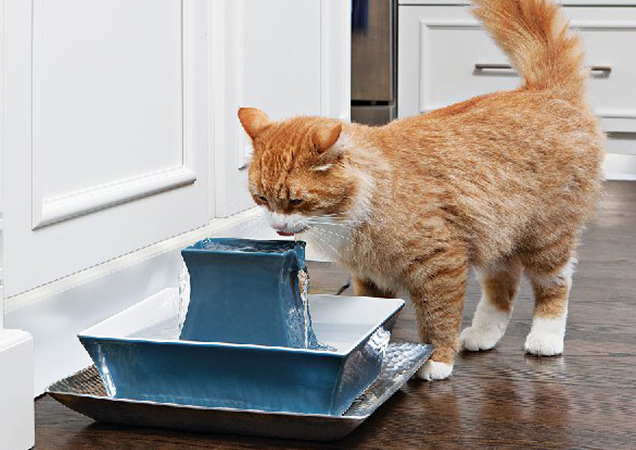 cat and pet water fountain